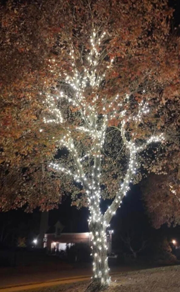 Close-up of a tree wrapped in white Christmas lights
