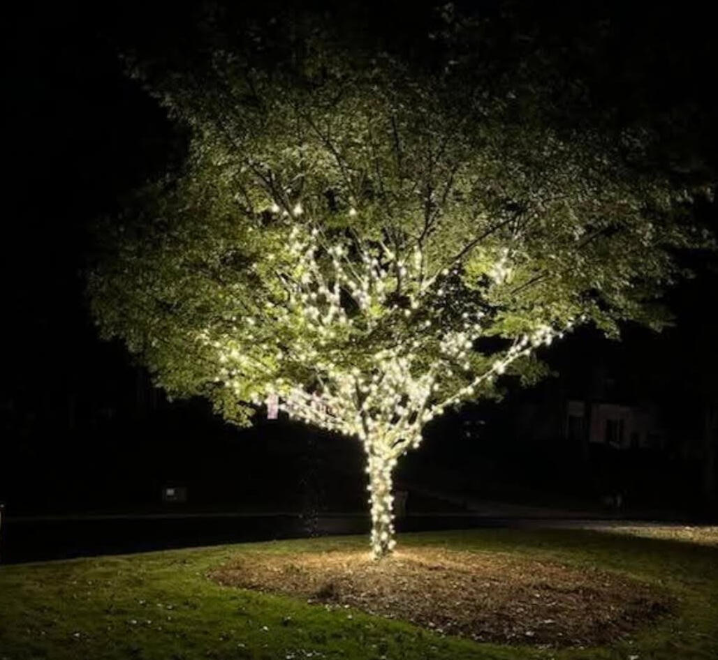 Large shade tree wrapped trunk to canopy in warm white Christmas lights in metro Atlanta